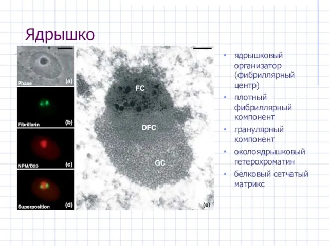 Ядрышко ядрышковый организатор (фибриллярный центр) плотный фибриллярный компонент гранулярный компонент околоядрышковый гетерохроматин белковый сетчатый матрикс