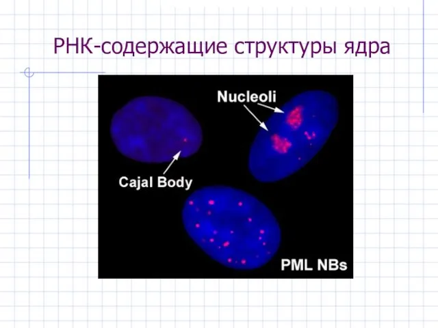 РНК-содержащие структуры ядра