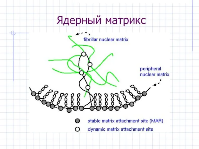 Ядерный матрикс