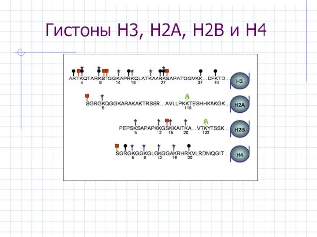 Гистоны H3, H2A, H2B и H4