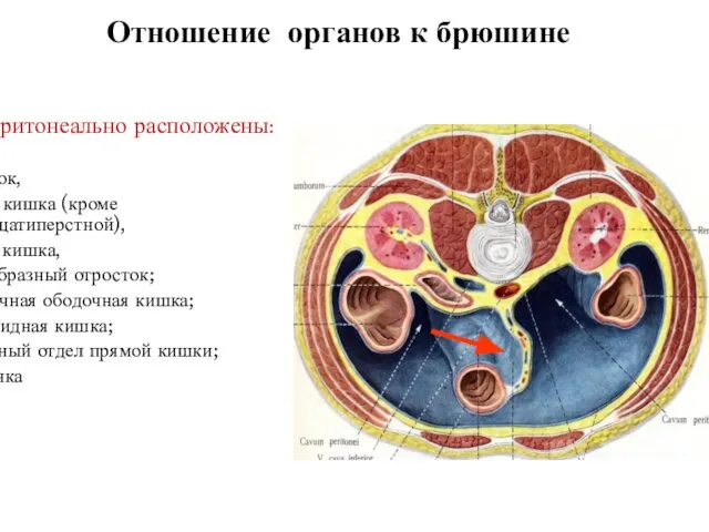 Отношение органов к брюшине Интраперитонеально расположены: - желудок, тонкая кишка (кроме
