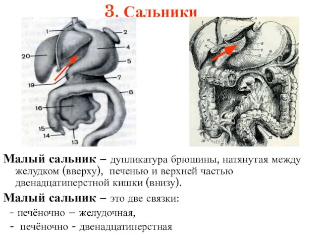 3. Сальники Малый сальник – дупликатура брюшины, натянутая между желудком (вверху),