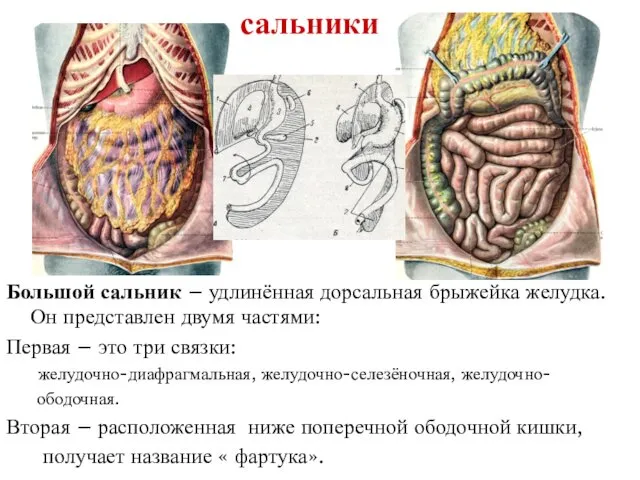 сальники Большой сальник – удлинённая дорсальная брыжейка желудка. Он представлен двумя