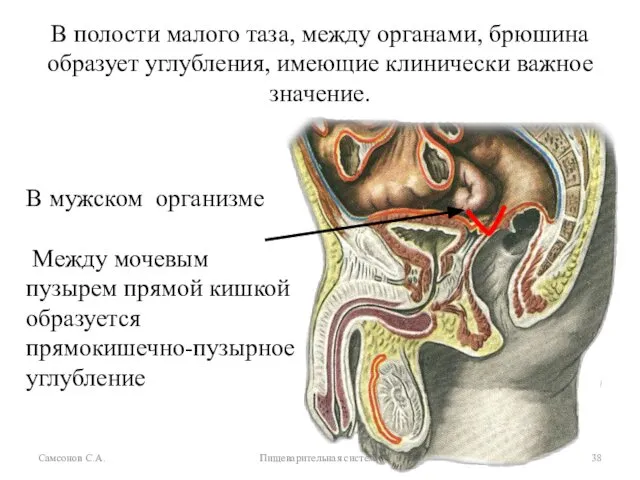 Самсонов С.А. Пищеварительная система В полости малого таза, между органами, брюшина