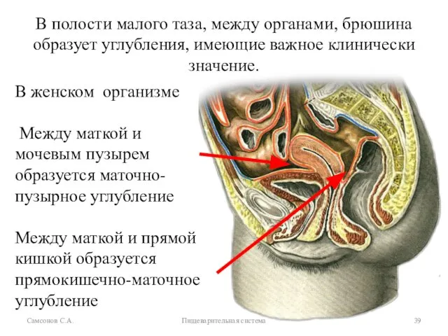 Самсонов С.А. Пищеварительная система В полости малого таза, между органами, брюшина