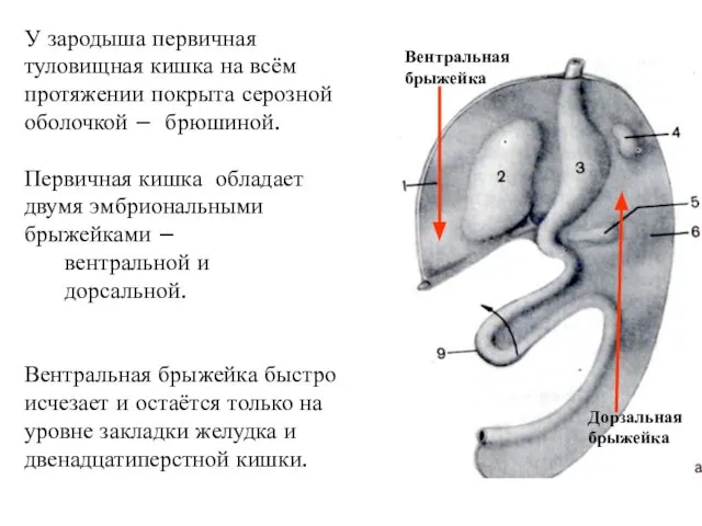 У зародыша первичная туловищная кишка на всём протяжении покрыта серозной оболочкой