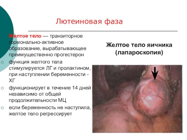 Желтое тело — транзиторное гормонально-активное образование, вырабатывающее преимущественно прогестерон функция желтого