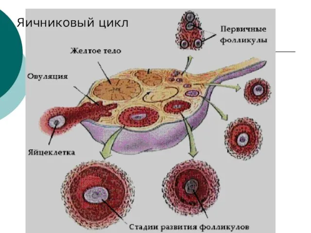 Яичниковый цикл