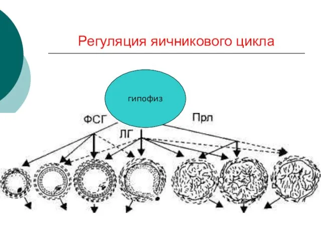 Регуляция яичникового цикла гипофиз