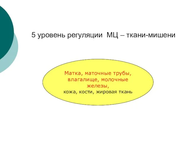 5 уровень регуляции МЦ – ткани-мишени Матка, маточные трубы, влагалище, молочные железы, кожа, кости, жировая ткань