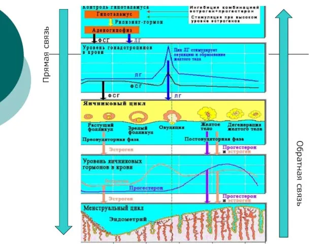 Прямая связь Обратная связь