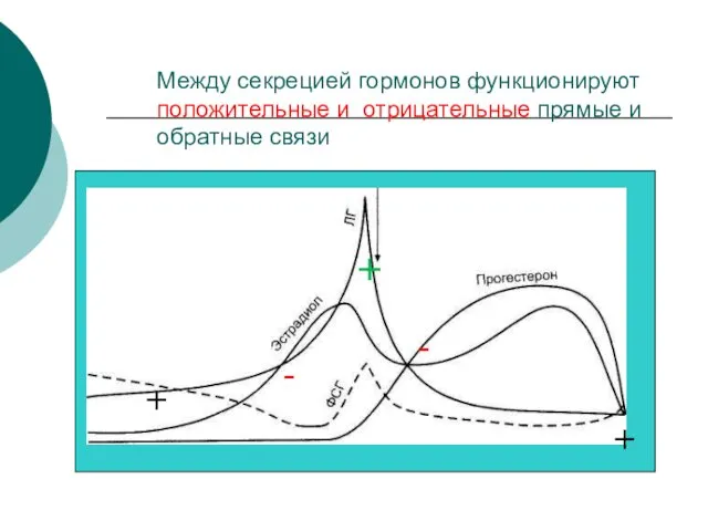 Между секрецией гормонов функционируют положительные и отрицательные прямые и обратные связи - + - + +