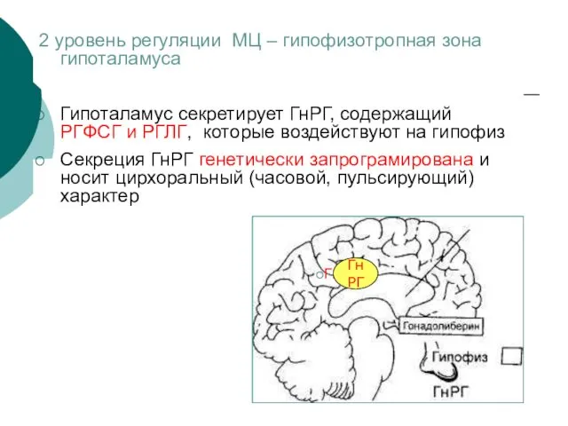 2 уровень регуляции МЦ – гипофизотропная зона гипоталамуса Гипоталамус секретирует ГнРГ,