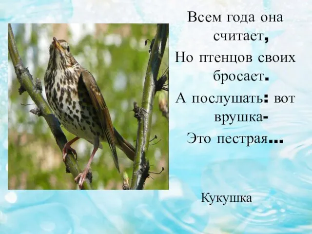 Всем года она считает, Но птенцов своих бросает. А послушать: вот врушка- Это пестрая… Кукушка