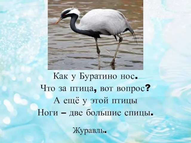 Как у Буратино нос. Что за птица, вот вопрос? А ещё