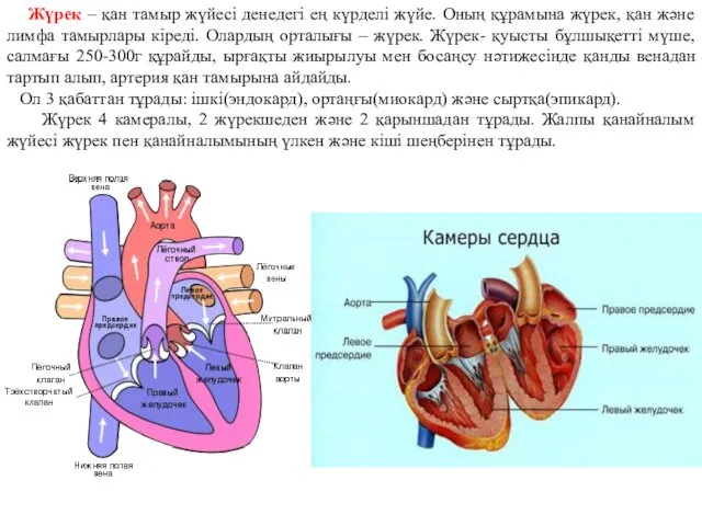 Жүрек – қан тамыр жүйесі денедегі ең күрделі жүйе. Оның құрамына