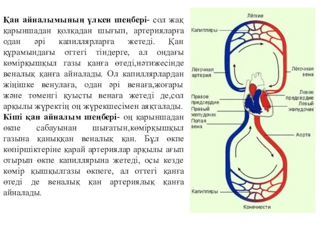 Қан айналымының үлкен шеңбері- сол жақ қарыншадан қолқадан шығып, артерияларға одан
