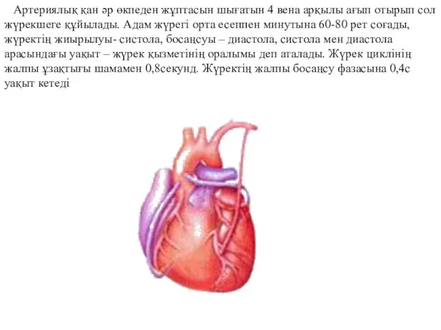 Артериялық қан әр өкпеден жұптасын шығатын 4 вена арқылы ағып отырып