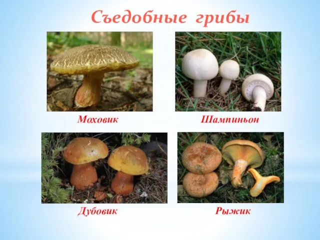 Съедобные грибы Моховик Дубовик Шампиньон Рыжик