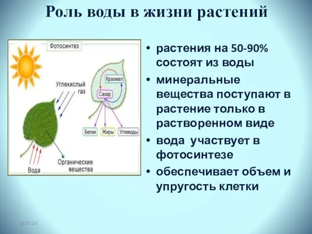 Роль воды в жизни растений растения на 50-90% состоят из воды