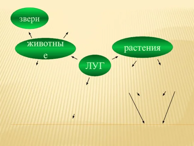 ЛУГ растения животные звери