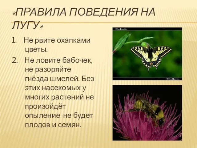 «ПРАВИЛА ПОВЕДЕНИЯ НА ЛУГУ» 1. Не рвите охапками цветы. 2. Не