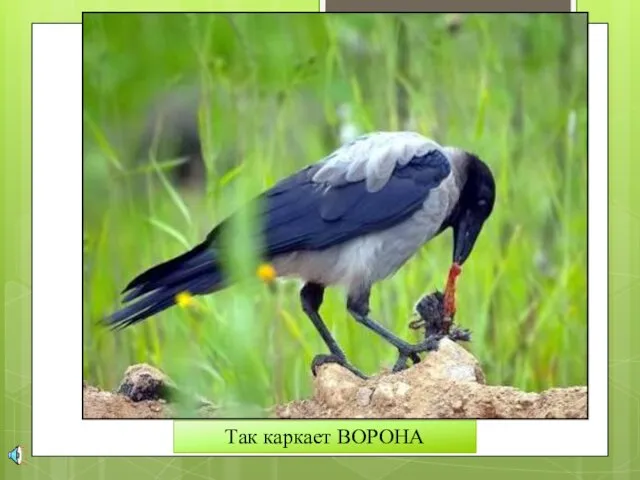 Так каркает ВОРОНА