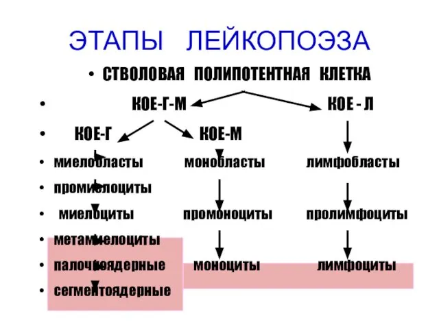 ЭТАПЫ ЛЕЙКОПОЭЗА СТВОЛОВАЯ ПОЛИПОТЕНТНАЯ КЛЕТКА КОЕ-Г-М КОЕ - Л КОЕ-Г КОЕ-М