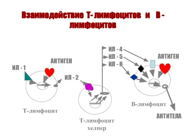 Взаимодействие Т- лимфоцитов и В - лимфоцитов Т-лимфоцит Т-лимфоцит хелпер В-лимфоцит