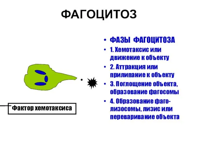 ФАГОЦИТОЗ ФАЗЫ ФАГОЦИТОЗА 1. Хемотаксис или движение к объекту 2. Аттракция