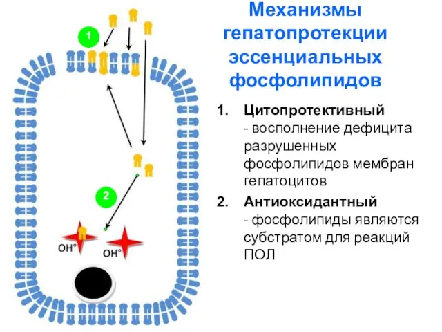 Механизмы гепатопротекции эссенциальных фосфолипидов Цитопротективный - восполнение дефицита разрушенных фосфолипидов мембран