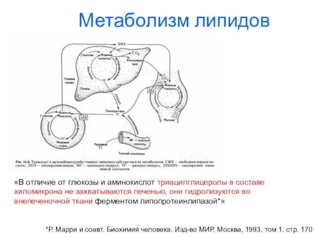 Метаболизм липидов «В отличие от глюкозы и аминокислот триацилглицеролы в составе