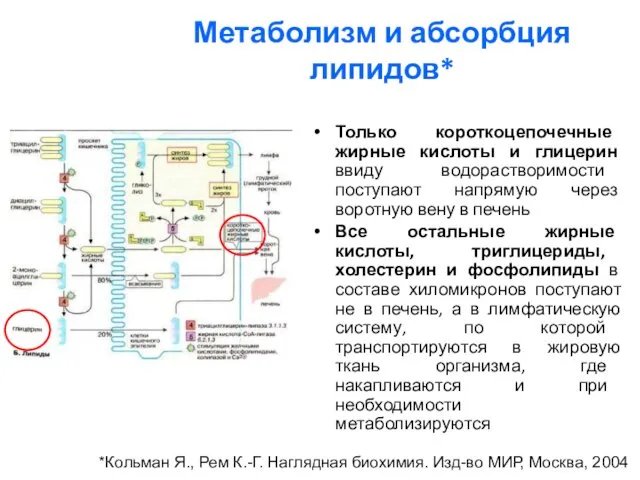 Метаболизм и абсорбция липидов* Только короткоцепочечные жирные кислоты и глицерин ввиду