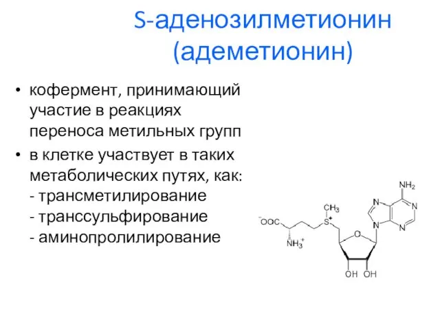 S-аденозилметионин (адеметионин) кофермент, принимающий участие в реакциях переноса метильных групп в