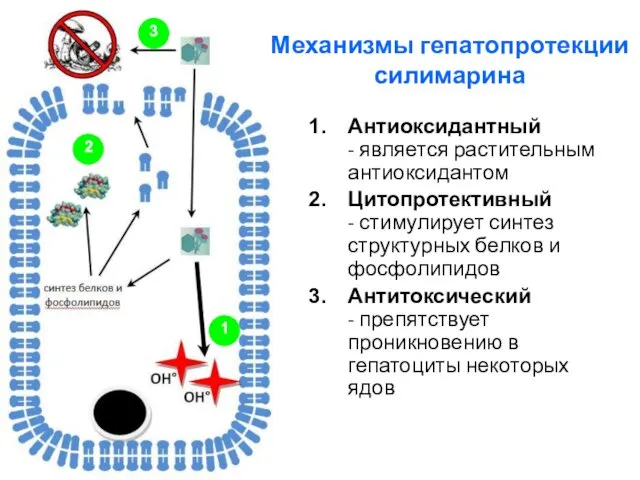 Механизмы гепатопротекции силимарина Антиоксидантный - является растительным антиоксидантом Цитопротективный - стимулирует