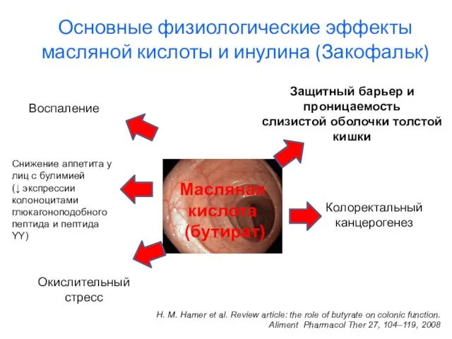 Основные физиологические эффекты масляной кислоты и инулина (Закофальк) H. M. Hamer