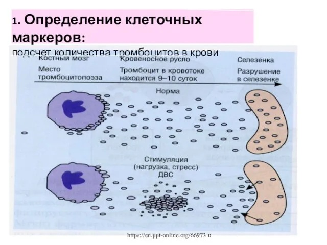 1. Определение клеточных маркеров: подсчет количества тромбоцитов в крови https://en.ppt-online.org/66973 u