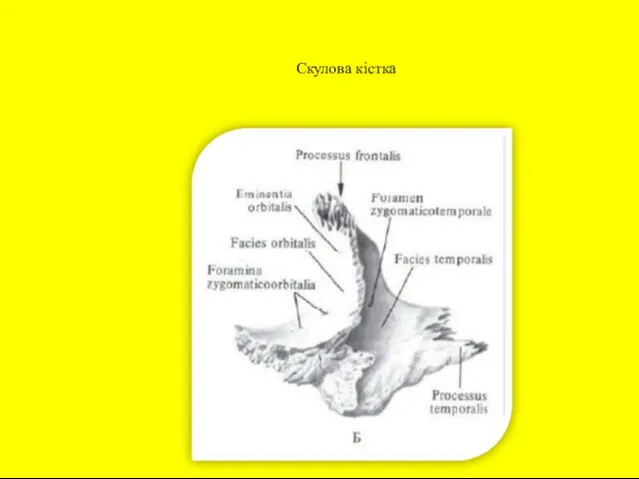 Скулова кістка