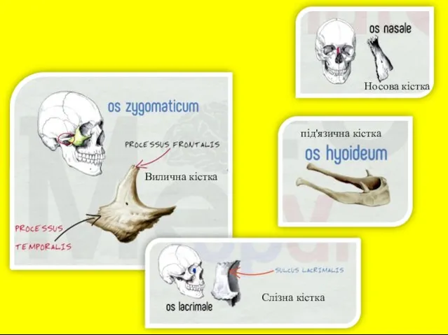 Слізна кістка під'язична кістка Вилична кістка Носова кістка