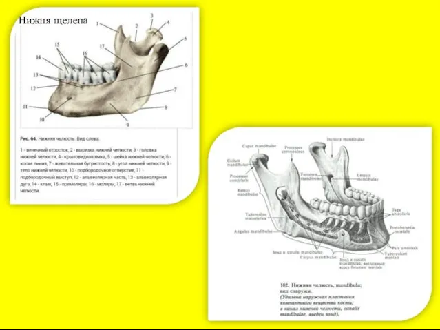 Нижня щелепа