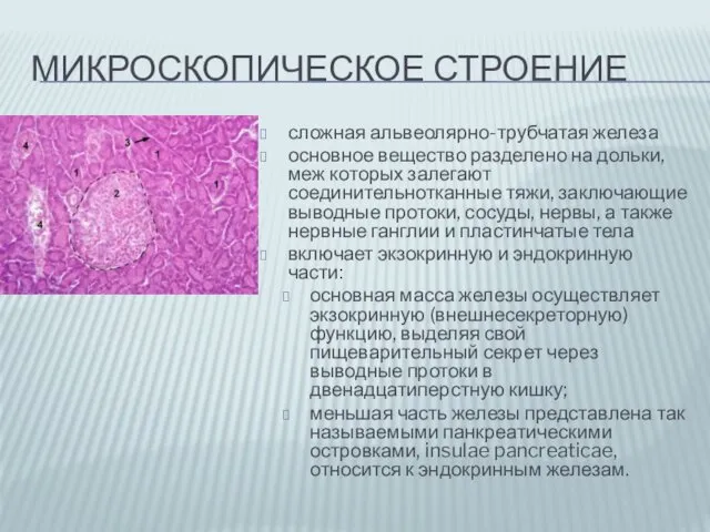 МИКРОСКОПИЧЕСКОЕ СТРОЕНИЕ сложная альвеолярно-трубчатая железа основное вещество разделено на дольки, меж