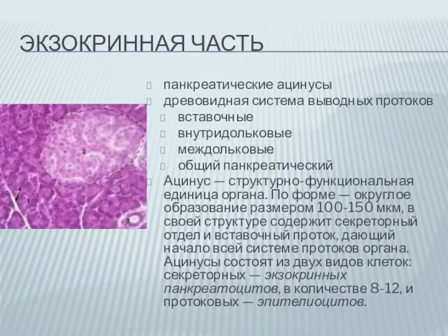 ЭКЗОКРИННАЯ ЧАСТЬ панкреатические ацинусы древовидная система выводных протоков вставочные внутридольковые междольковые