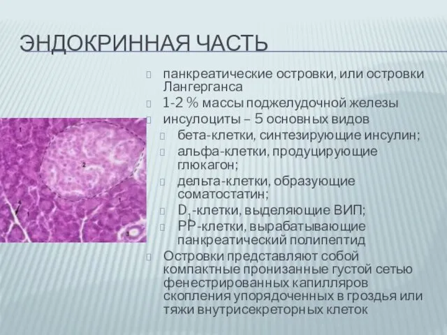 ЭНДОКРИННАЯ ЧАСТЬ панкреатические островки, или островки Лангерганса 1-2 % массы поджелудочной