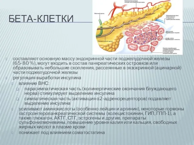 БЕТА-КЛЕТКИ составляют основную массу эндокринной части поджелудочной железы (65-80 %), могут