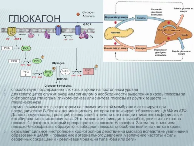 ГЛЮКАГОН способствует поддержанию глюкозы в крови на постоянном уровне для гепатоцитов