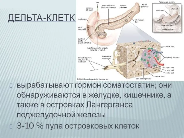 ДЕЛЬТА-КЛЕТКИ вырабатывают гормон соматостатин; они обнаруживаются в желудке, кишечнике, а также