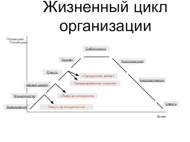 Жизненный цикл организации Выхаживание Время Потенциал Потенциал