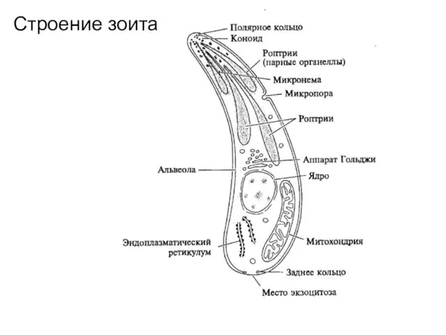 Строение зоита