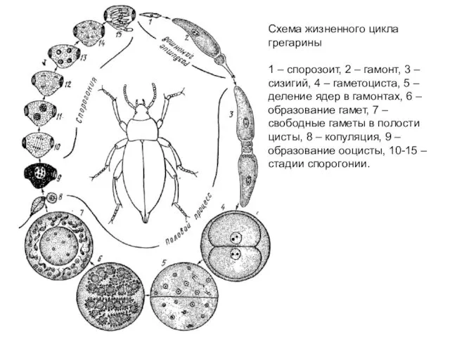 Схема жизненного цикла грегарины 1 – спорозоит, 2 – гамонт, 3