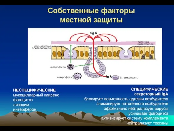 Собственные факторы местной защиты НЕСПЕЦИФИЧЕСКИЕ мукоцилиарный клиренс фагоцитоз лизоцим интерферон СПЕЦИФИЧЕСКИЕ